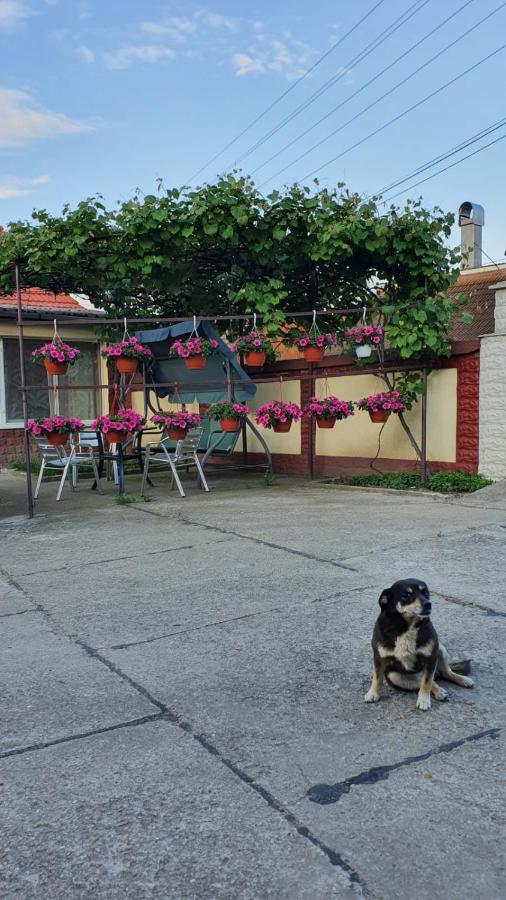 La Mosu-N Retezat Guest House Nucsoara  Екстериор снимка